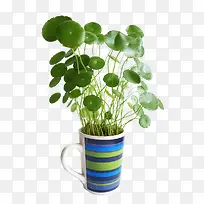 铜钱草装饰免抠素材-空若网 铜钱草装饰免抠素材-空若网