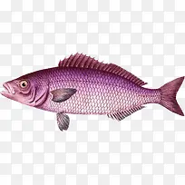 卡通手绘鱼-空若网 卡通手绘鱼-空若网