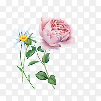 水彩手绘玫瑰-空若网 水彩手绘玫瑰-空若网