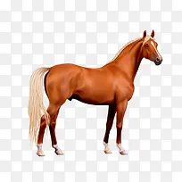 产品实物马儿-空若网 产品实物马儿-空若网