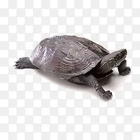 可爱小乌龟-空若网 可爱小乌龟-空若网