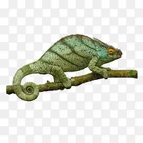 ����֦��ɫ��-������