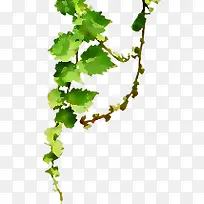 绿色树叶装饰时尚-空若网 绿色树叶装饰时尚-空若网