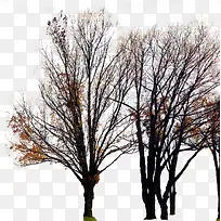 ��ɫ��Ҷ��֦װ��-������