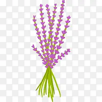矢量薰衣草-空若网 矢量薰衣草-空若网