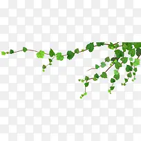 树枝-空若网 树枝-空若网