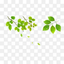 树枝-空若网 树枝-空若网