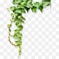 免抠透明绿树叶树枝-空若网 免抠透明绿树叶树枝-空若网
