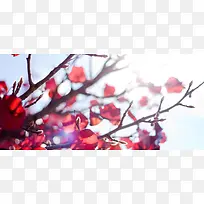 Ê÷Ò¶Ê÷Ö¦±³¾°-¿ÕÈôÍø Ê÷Ò¶Ê÷Ö¦±³¾°-¿ÕÈôÍø