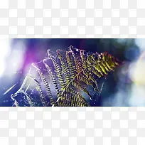 ��֦�λñ���-������