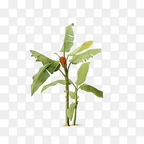 芭蕉树-空若网 芭蕉树-空若网