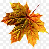 ·ãÒ¶Ö÷ÌâÊ¥µ®½ÚÕ¹¼Ü-¿ÕÈôÍø ·ãÒ¶Ö÷ÌâÊ¥µ®½ÚÕ¹¼Ü-¿ÕÈôÍø