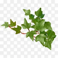 ������Ҷ�ز�-������