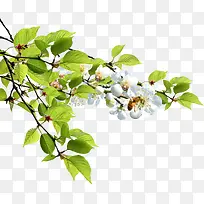 春城室外风景花朵树枝-空若网 春城室外风景花朵树枝-空若网