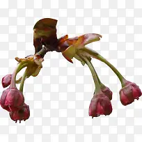 创意设计树枝花朵-空若网 创意设计树枝花朵-空若网