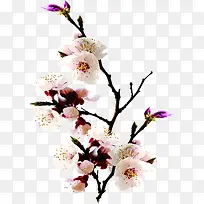 高清粉色花朵树枝风景-空若网 高清粉色花朵树枝风景-空若网
