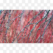 高清树枝花朵壁纸-空若网 高清树枝花朵壁纸-空若网