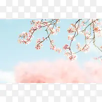 嫩粉色花朵树枝壁纸-空若网 嫩粉色花朵树枝壁纸-空若网
