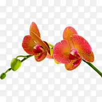 �����ɫ���仨����֦-������