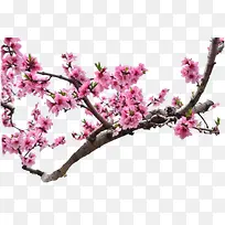 ·ÛɫС»¨»¨¶äÊ÷Ö¦-¿ÕÈôÍø ·ÛɫС»¨»¨¶äÊ÷Ö¦-¿ÕÈôÍø