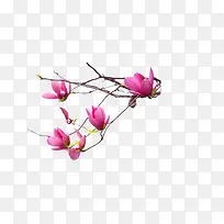 粉色花朵树枝海报-空若网 粉色花朵树枝海报-空若网