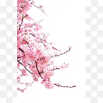 粉色花朵树枝电商海报-空若网 粉色花朵树枝电商海报-空若网