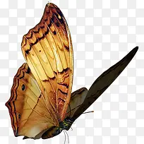 蝴蝶动物-空若网 蝴蝶动物-空若网