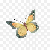 蝴蝶动物蝴蝶-空若网 蝴蝶动物蝴蝶-空若网