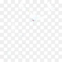 高清摄影和平鸽效果图-空若网 高清摄影和平鸽效果图-空若网