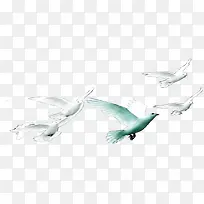 白色和平鸽效果拍色-空若网 白色和平鸽效果拍色-空若网