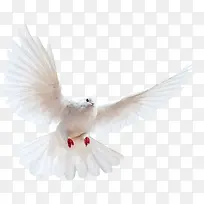 白色信鸽和平鸽-空若网 白色信鸽和平鸽-空若网