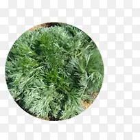 绿色野生野菜食物-空若网 绿色野生野菜食物-空若网