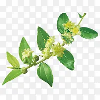 高清摄影绿色的草本植物枣花-空若网 高清摄影绿色的草本植物枣花-空若网