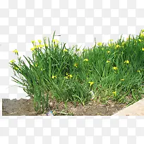 高清摄影绿色草本植物花草-空若网 高清摄影绿色草本植物花草-空若网