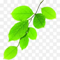 高清绿色草本植物摄影树叶-空若网 高清绿色草本植物摄影树叶-空若网