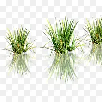 高清摄影草本植物水草-空若网 高清摄影草本植物水草-空若网