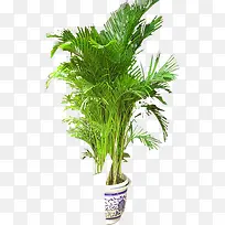 摄影效果草本植物效果-空若网 摄影效果草本植物效果-空若网