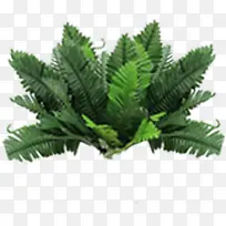 高清摄影绿色草本植物-空若网 高清摄影绿色草本植物-空若网