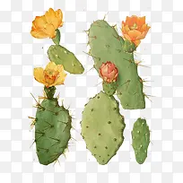 水彩仙人掌-空若网 水彩仙人掌-空若网
