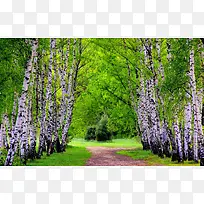 古老白桦树与小路-空若网 古老白桦树与小路-空若网