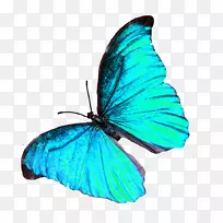 蝴蝶昆虫传粉器-空若网 蝴蝶昆虫传粉器-空若网