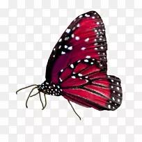 帝王蝴蝶,昆虫传粉者,若虫科-蝴蝶-空若网 帝王蝴蝶,昆虫传粉者,若虫科-蝴蝶-空若网