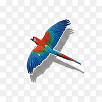 彩色鹦鹉-空若网 彩色鹦鹉-空若网