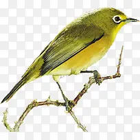 ��ɫˮ��С�����-������