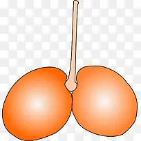 橙色种子-空若网 橙色种子-空若网