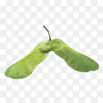 枫树种子-空若网 枫树种子-空若网