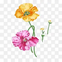 花-空若网 花-空若网