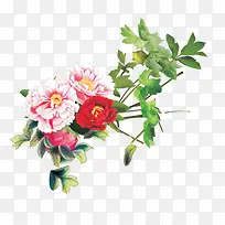 花-空若网 花-空若网