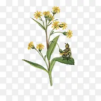 ���»ƻ�����廭-������