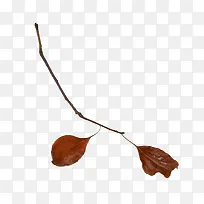 �ɿ���֦ʸ��ͼ-������